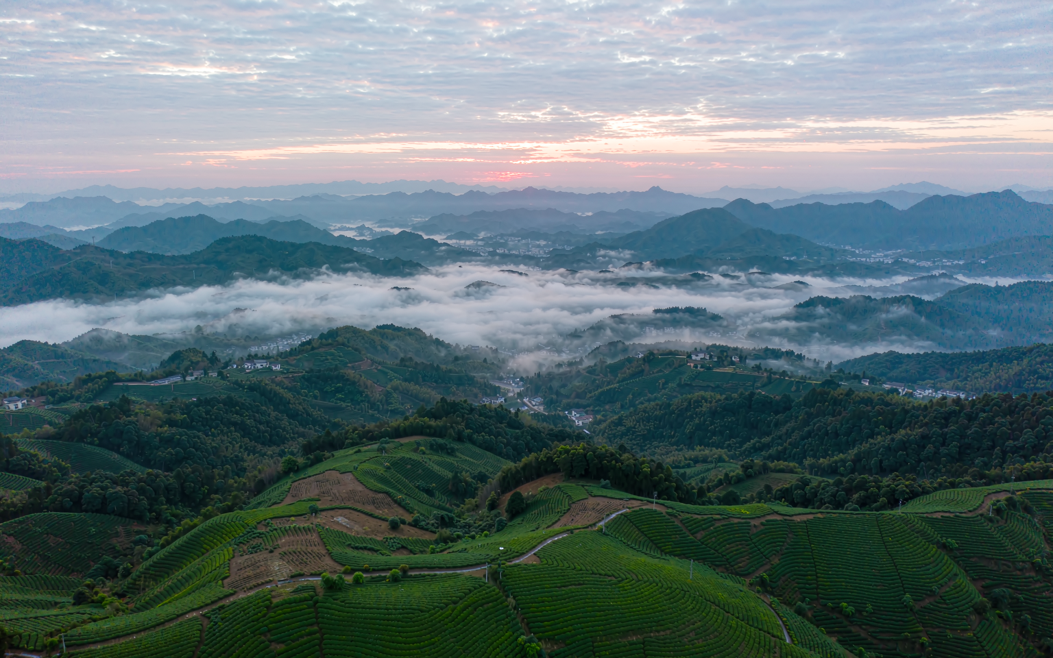 晨光中的梯田茶园